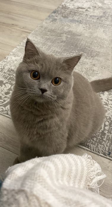 Кошка в добрые руки