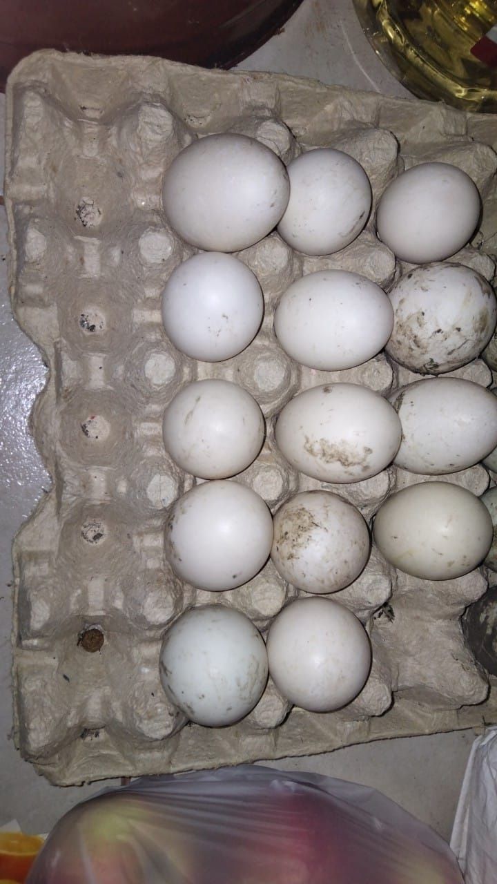 Vând oua de rață pt incubat