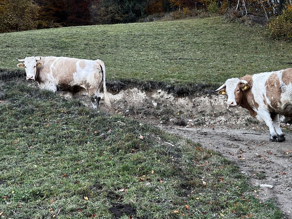Boi de 6 ani detali la telefon