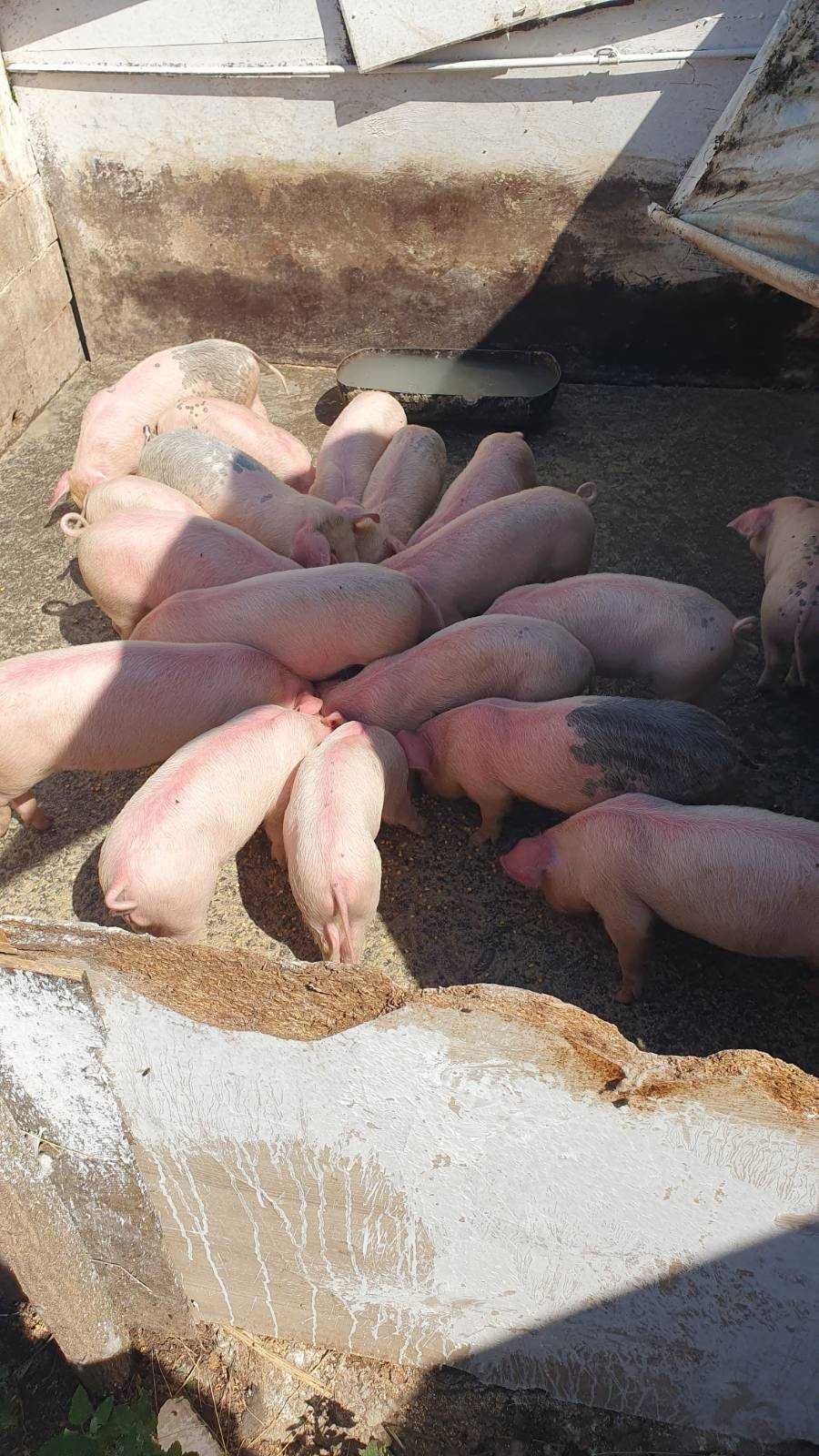Продавам прасета
