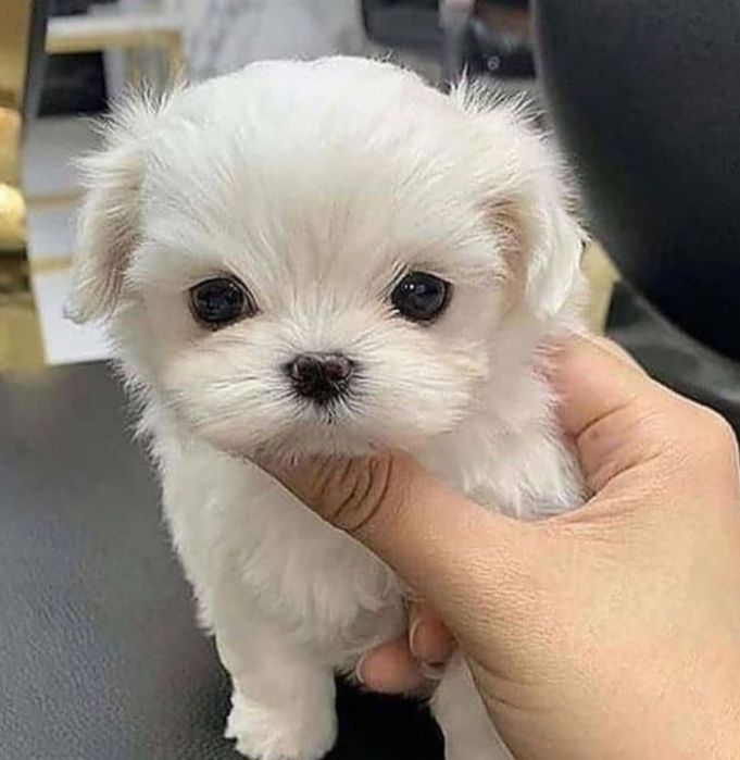 Bichon mini toy foarte frumoși
