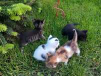 Ofer spre adoptie pui pisica