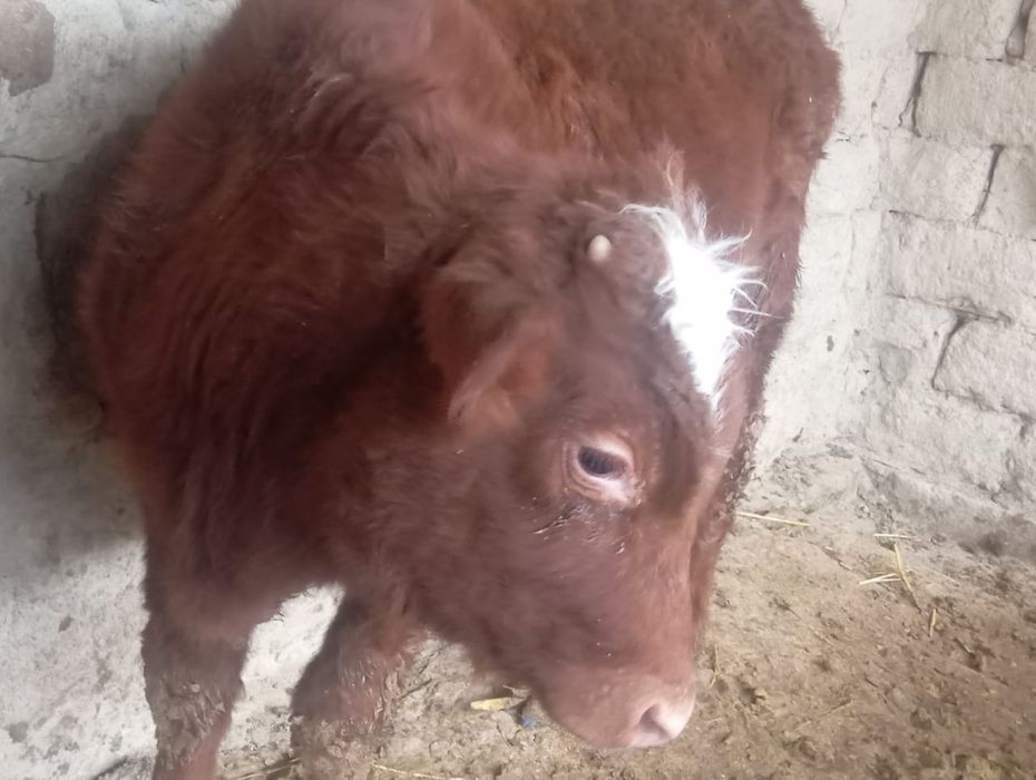 Баспақ сатылады___