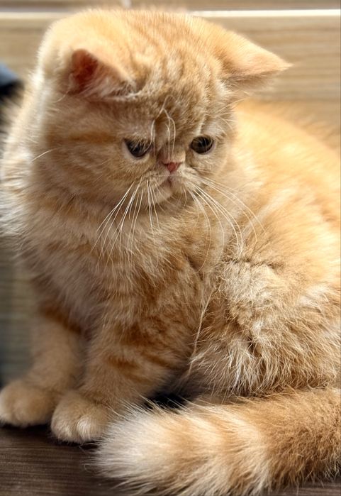 Котята экзотической короткошерстной породы