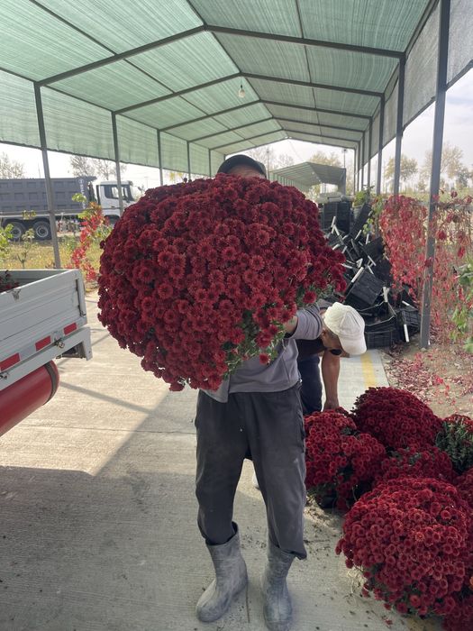 Xrizantema globus. Gullar.