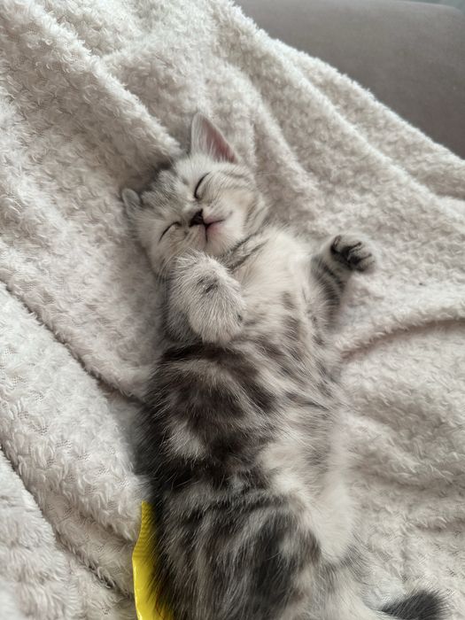 Котенок британская короткошёрстная серебристая табби