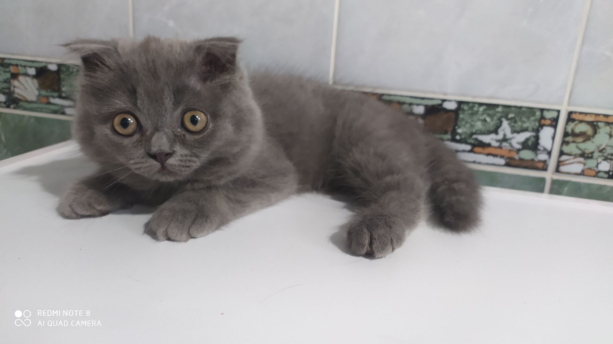 Продаётся чистокровный вислоухий котёнок Скотишь Фолд