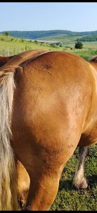 Vând  iapa și manza