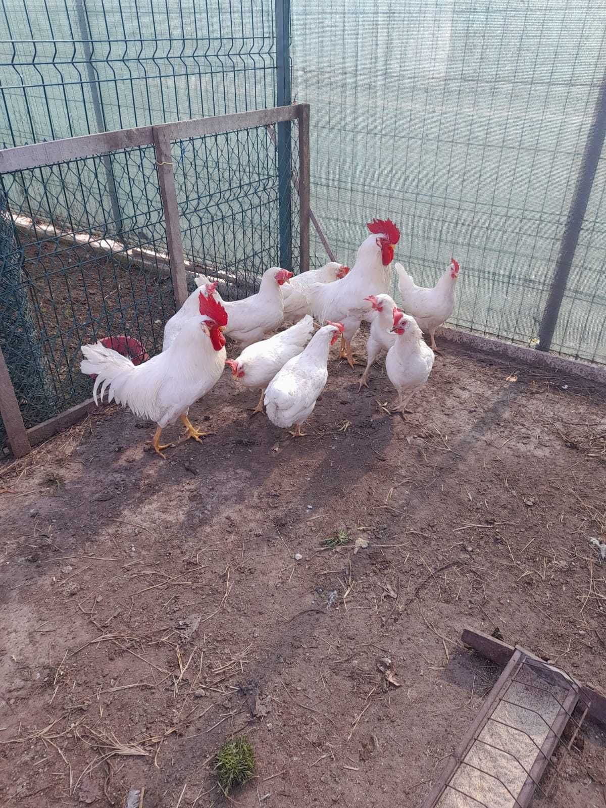 Oua de incubat Leghorn albe