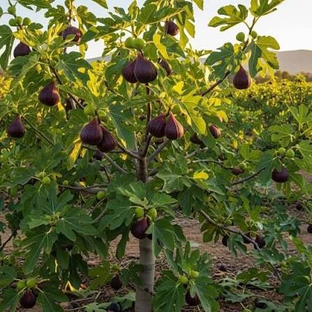 Pomi Fructiferi Exotici la Ghiveci (SMOCHIN )