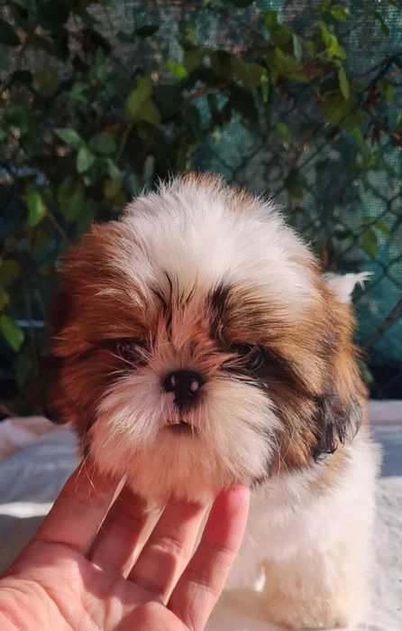 Mascul  Shih Tzu