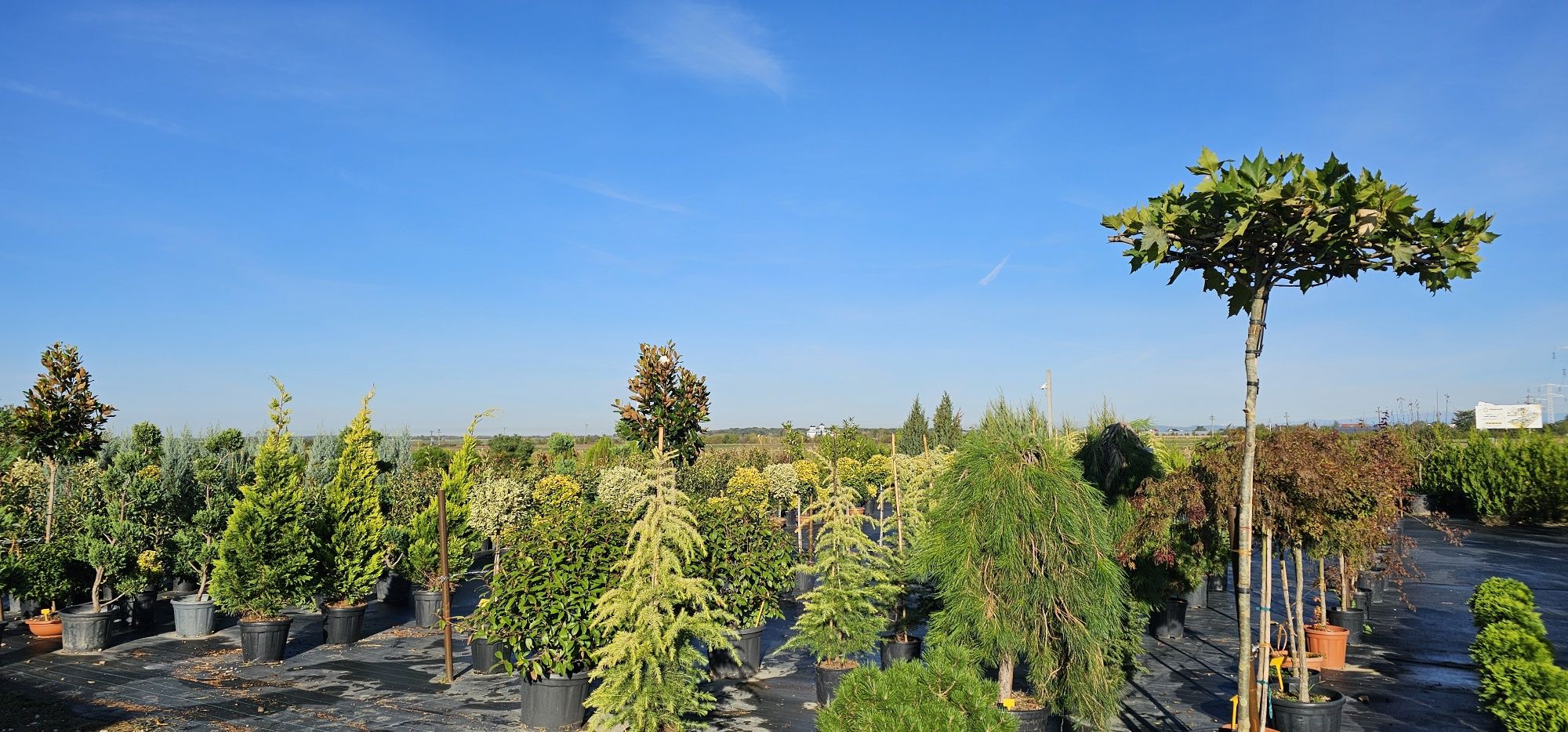 EUONYMUS japonicus aurea- leylandi cupressocyparis