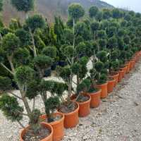 Plante Ornamentale , Magnolie , Tuia spirala , Leylandi