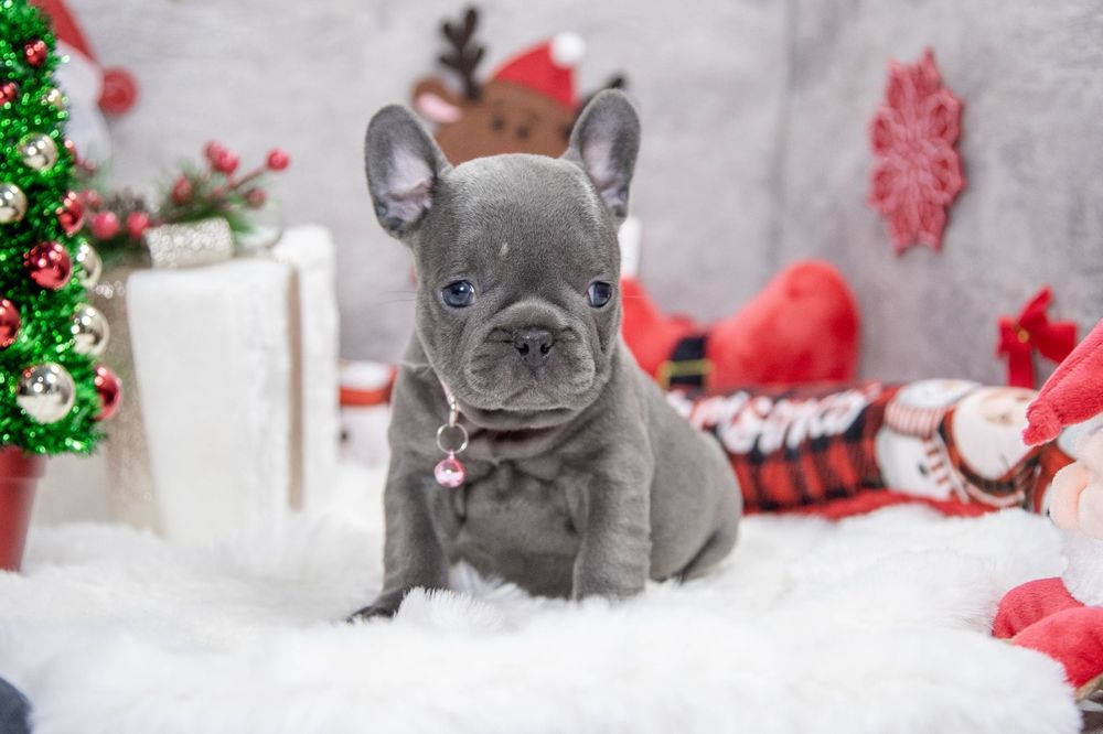 bulldog francez blue