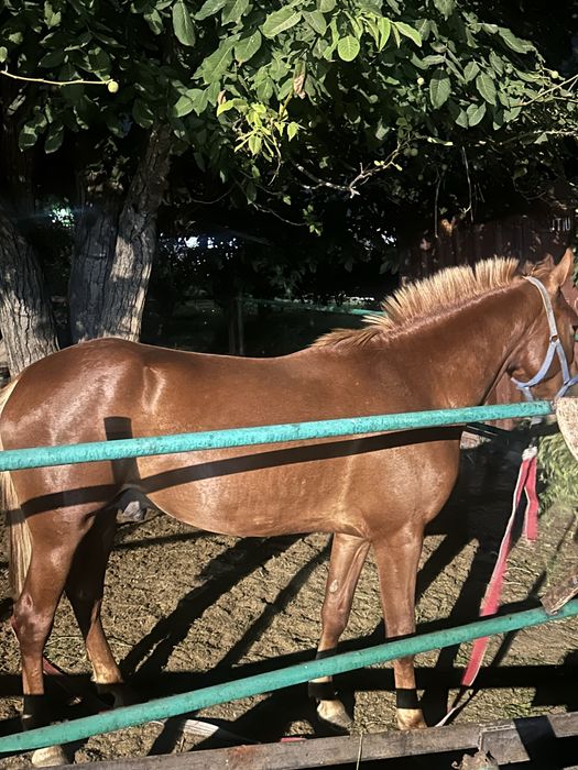 Продается Лошадь (жеребец) сын К700