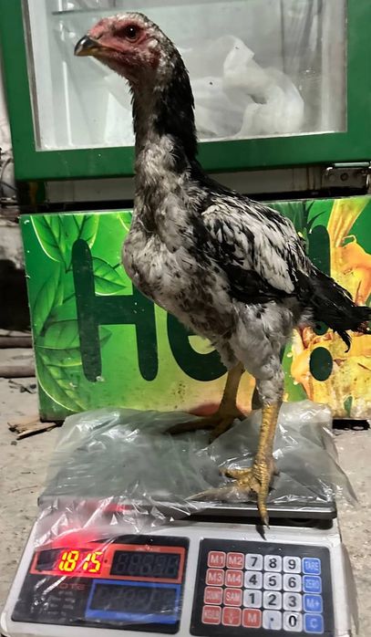 4 oylik jo'ja tuxumga kiryapti