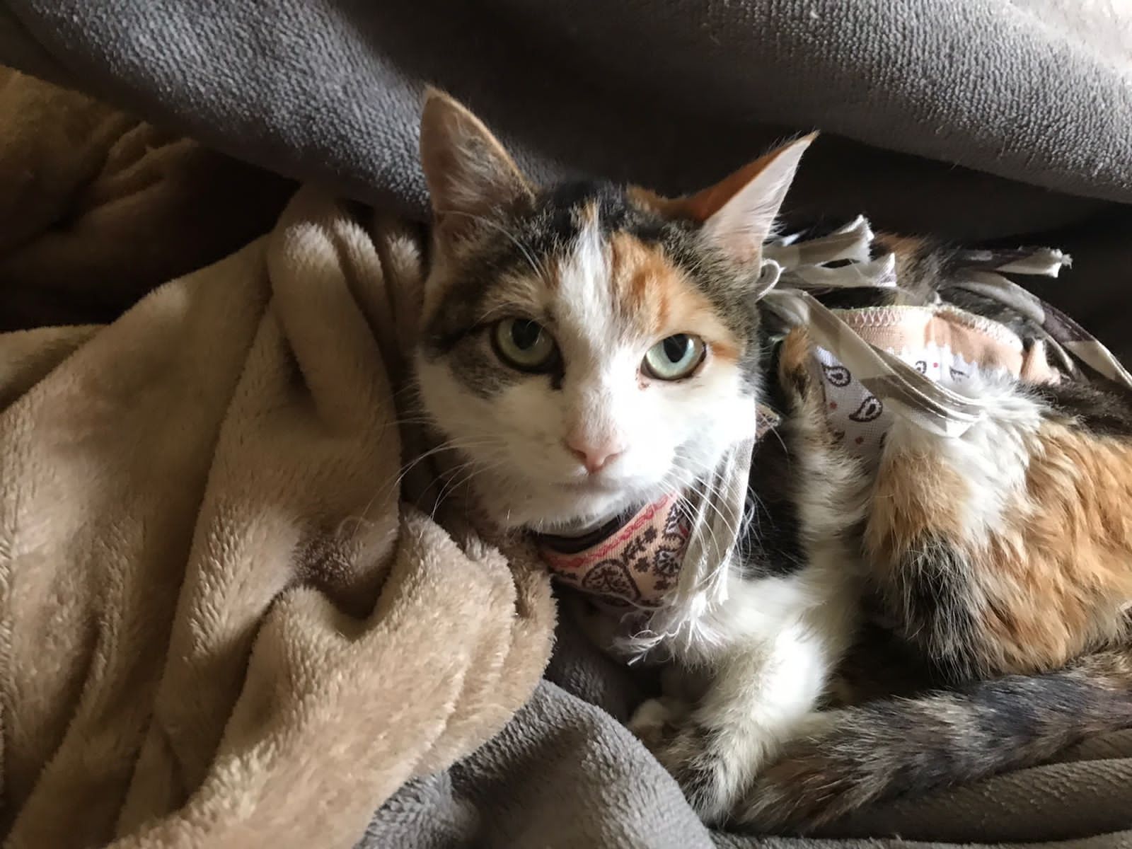 Кошка ищет семью и дом