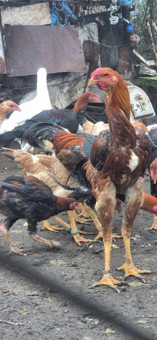 Cocosi malaezieni 2025