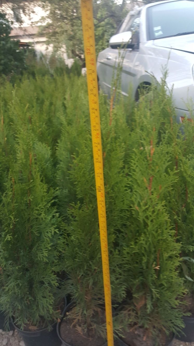 Tuia smaragd  ,buxus inaltime 70-80 cm