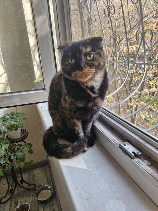 Отдам кошечку - шотландская вислоухая