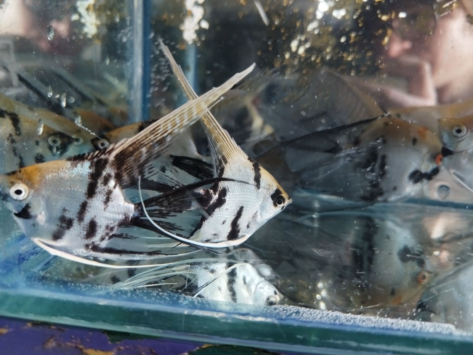 Аквариумные рыбки Скалярия - белые, берёзка, кои, серебристые, золотые