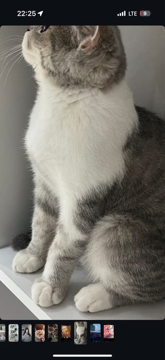 британский кот /////