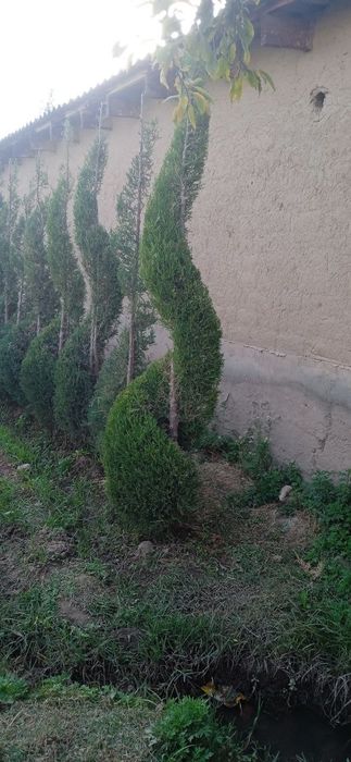 Manzaralari archalar