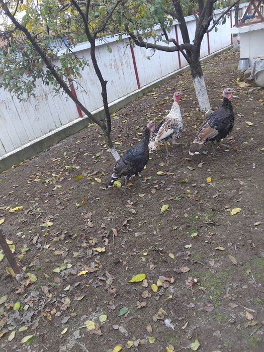 Vând 3 curcani 6 rațe și rățoi și 3 picheri