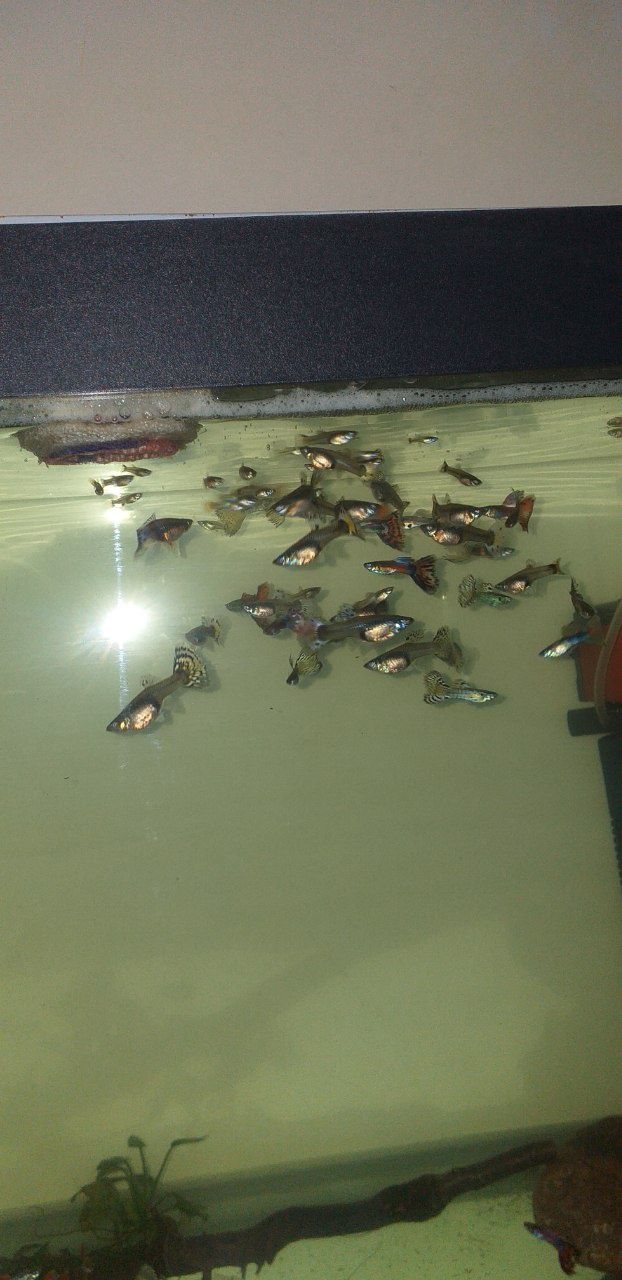 Гуппи. Живородящие аквариумные рыбки.