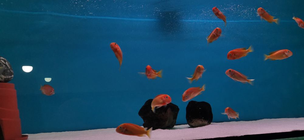 Рибки Африкански цихлиди Tropheus Red Bishop 13-14 см