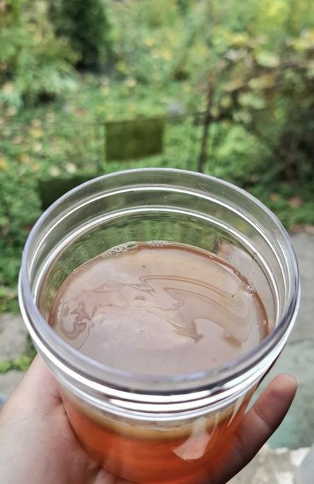 Ciuperca (scooby) kombucha