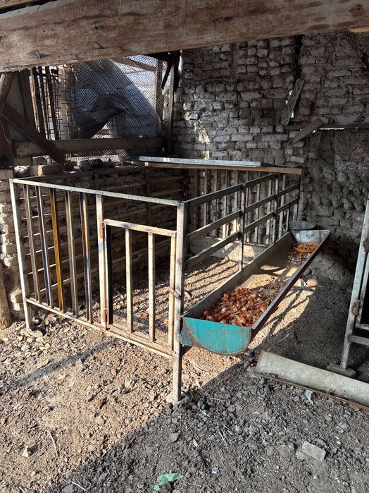 Qo’y katak, kletka