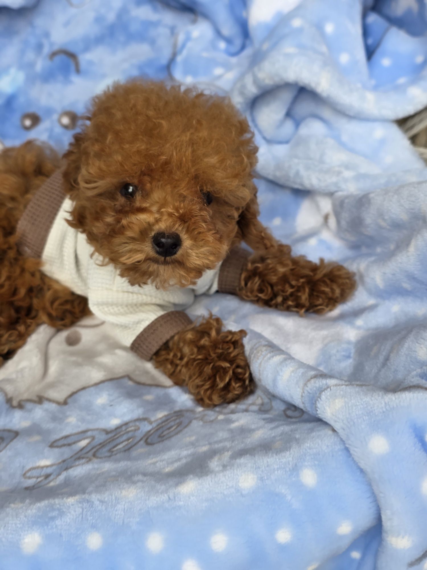 Пудел Той/ Poodle toy с Документация за произход