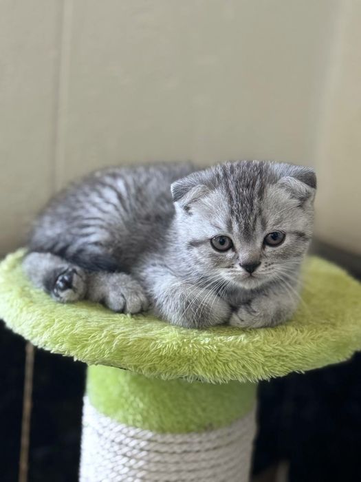 Мушукчалар сотилади