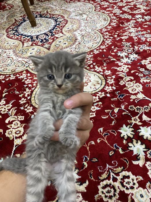 Котенок шиншила 1 месяц