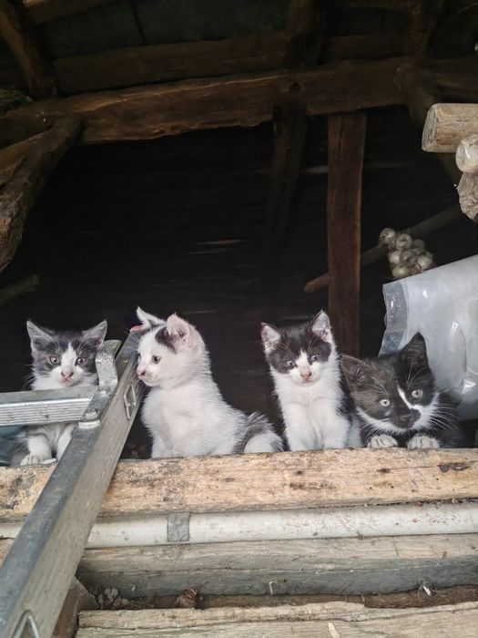 Ofer spre adopție 7 puiuți de pisica