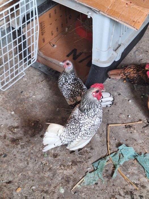 Sebright disponibili