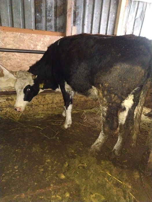 De vânzare 3 vaci gestante preț 55 de milioane bucata fixx