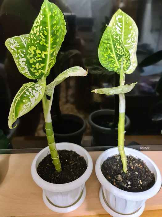 Диффенбахия сорт "Рефлектор"