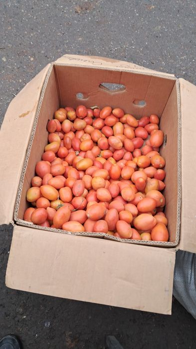 Самарские помидоры 650