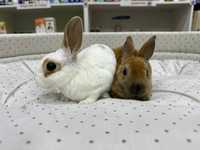 Кролики плюшевые
