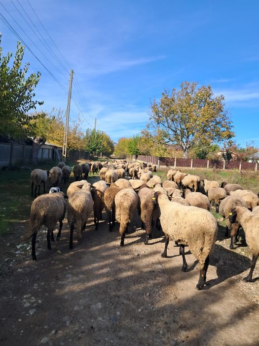 Vand 100 de oi carabase pure bune de prasila