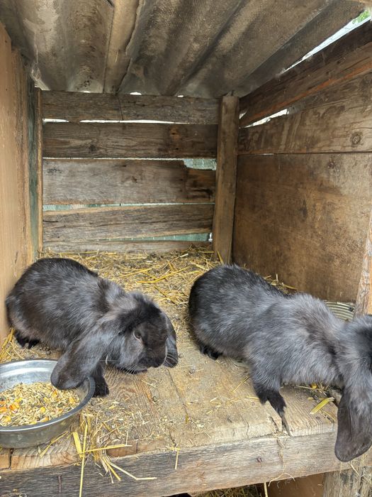 Femele berbec german