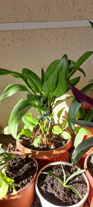 Gul uy va ofis uchun