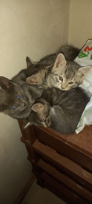 Подарявам много хубави котета!