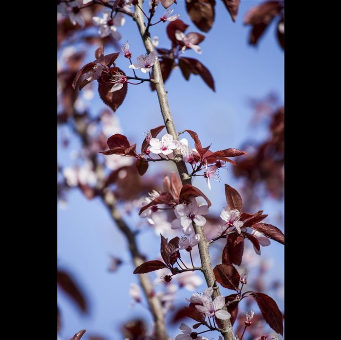 Prunus cerasifera nigra