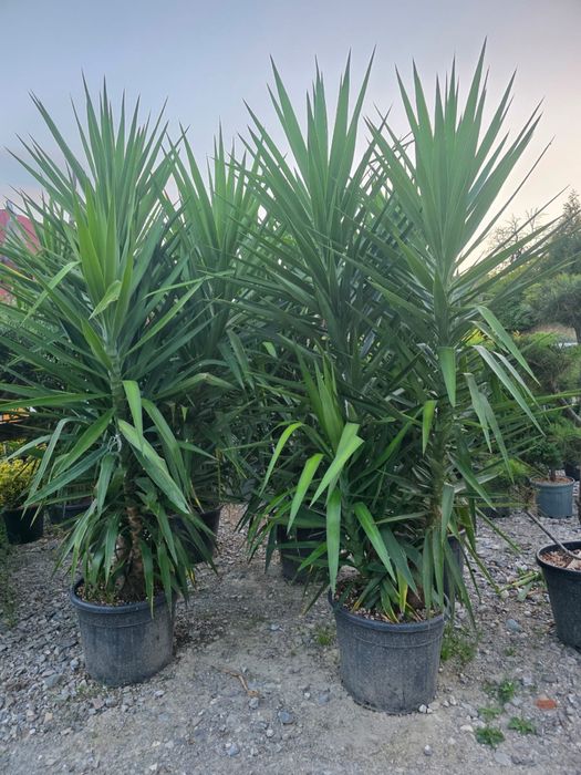 vand si amenajez gradini cu plante ornamentale