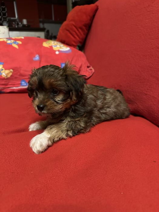 Vind Yorkshire maltez maro