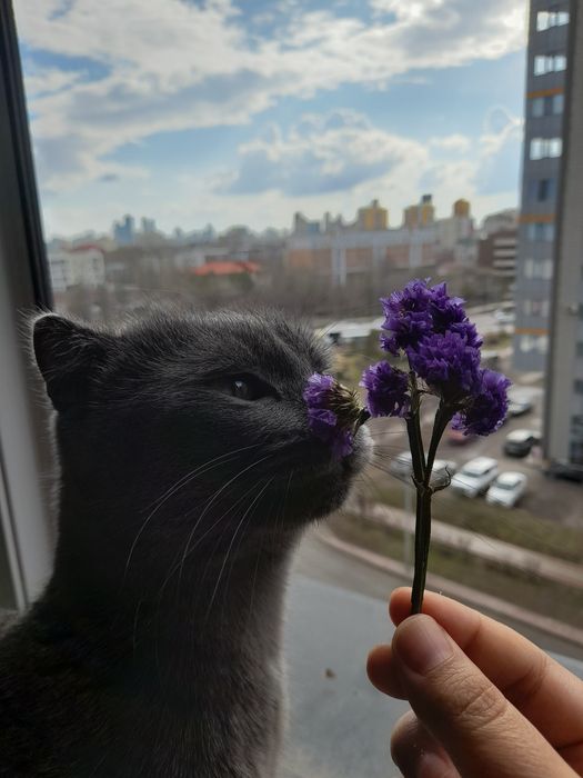 Ищем новый дом для кота