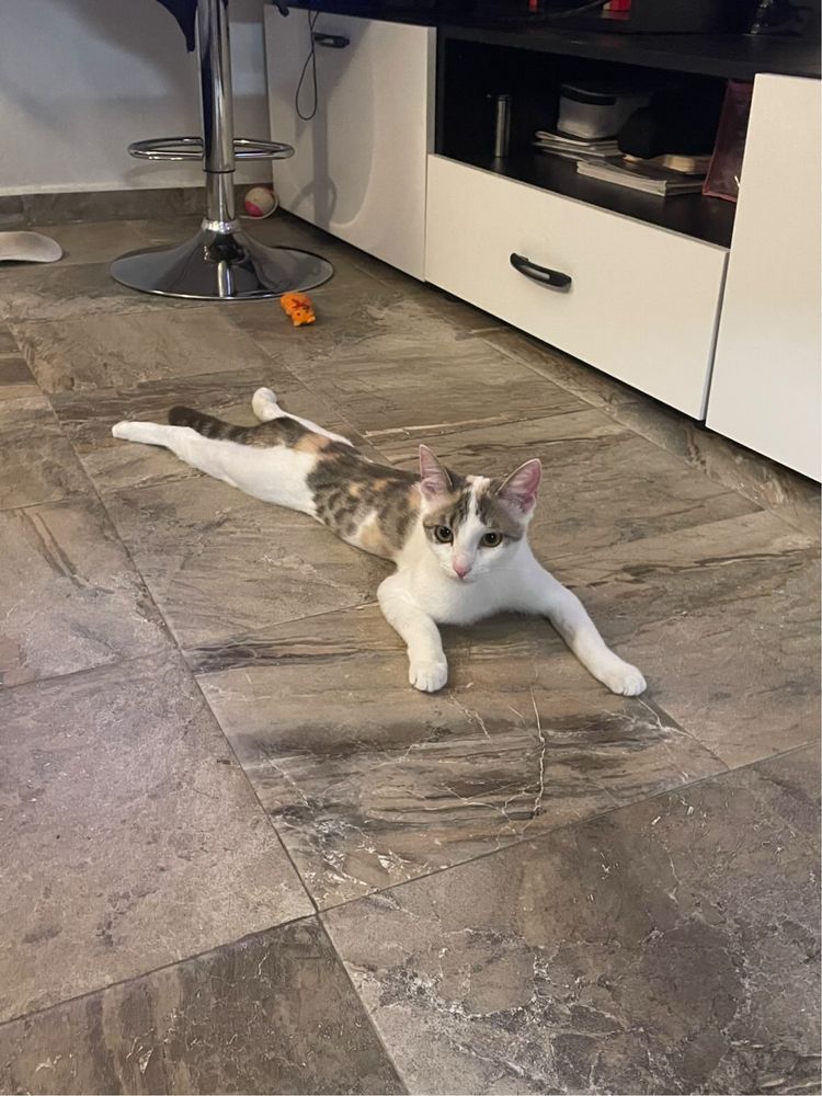 Давам домашна котка на отговорен човек